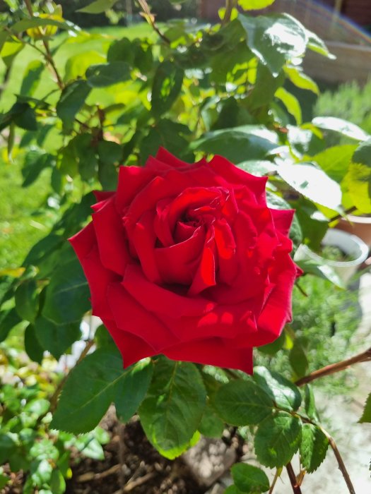 Närbild på en blommande röd ros med gröna blad i solsken, symboliserar årlig förväntan och skönhet.