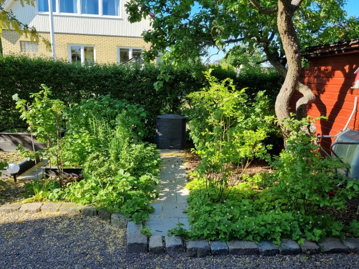 En trädgård med svarta vinbärsbuskar, stenlagd gång och grönska med en röd stuga och hus i bakgrunden.