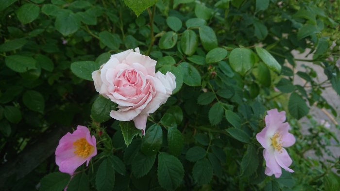 Rosor i olika nyanser av rosa, möjligtvis 'New Dawn' bredvid en vildros, omgiven av gröna blad.