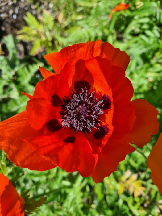 Närbild på en rödorange vallmoblomma med svarta fläckar i mitten, omgiven av gröna blad.