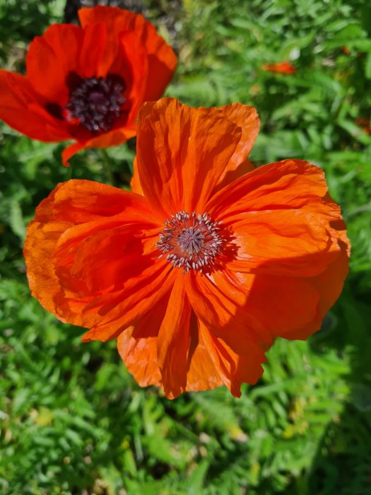 Närbild på rödorange vallmoblommor med mörka centrum, omgiven av grönt bladverk.