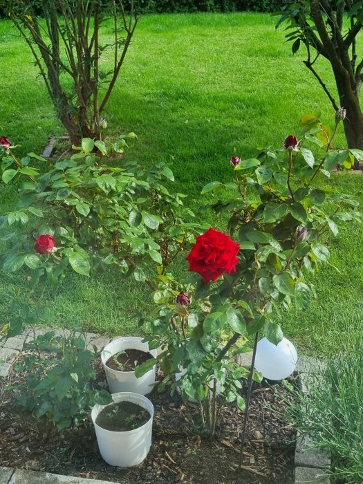 Rosbuske med stora röda blommor och knoppar i trädgård, omgiven av gräsmatta och krukor.