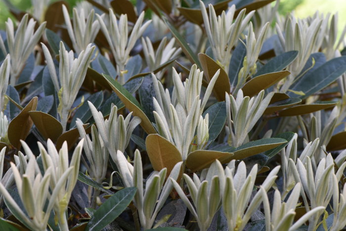 Rhododendron 'Silverleaf' med silverfärgade blad och gröna underblad i närbild.