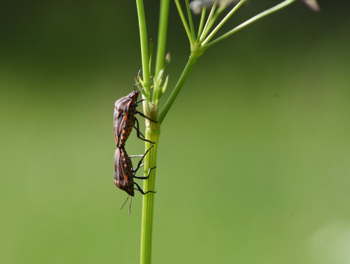 Två insekter på en växtstjälk mot en suddig grön bakgrund.