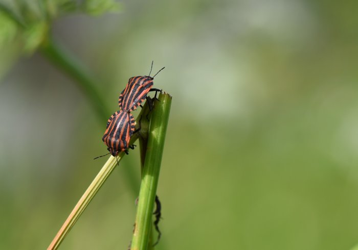 Två randiga insekter på grönt grässtrå med oskarp bakgrund.