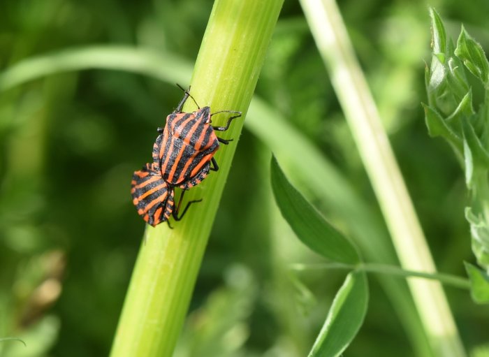 Två randiga insekter på ett grönt grässtrå.