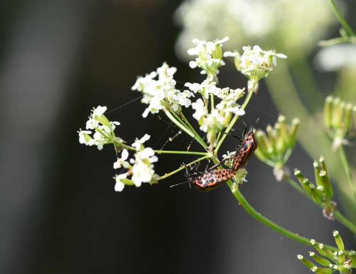 Närbild av två insekter på en vit blomma i solsken, spindelnät i bakgrunden.