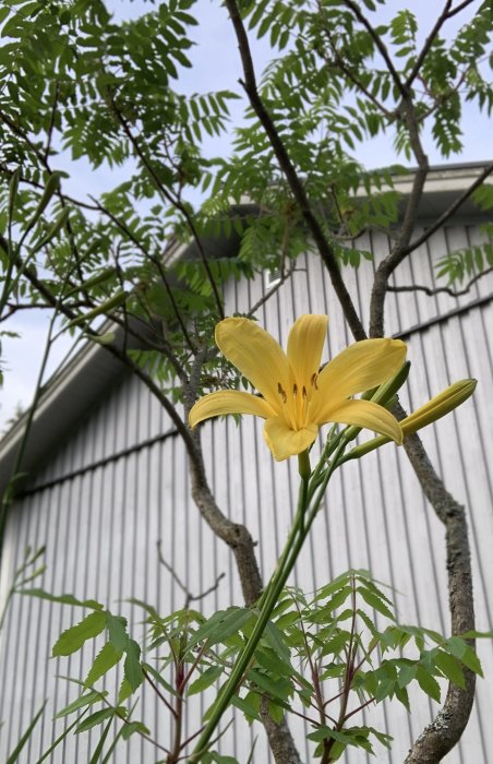 Gul hemerocallis (daglilja) blomma mot en vit träväggsbakgrund med rönnsumak grenar.