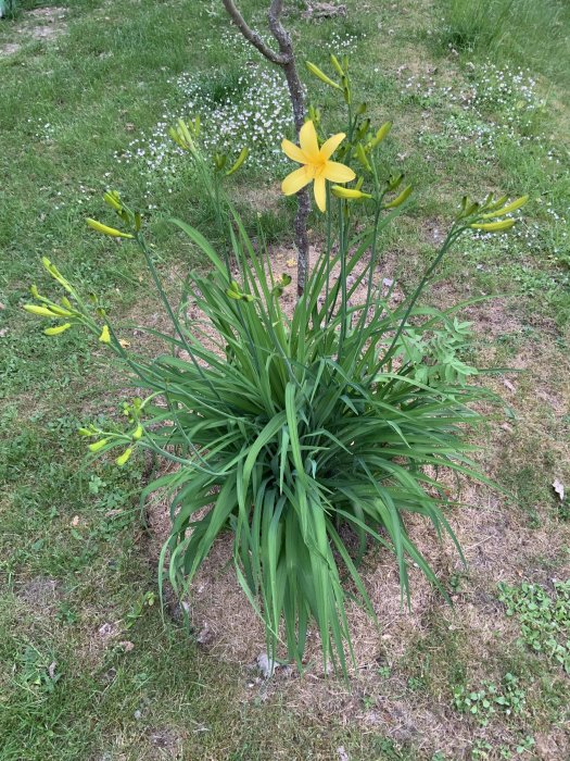 Gul hemerocallis (daglilja) i blom framför en liten rönnsumak på en gräsmatta.