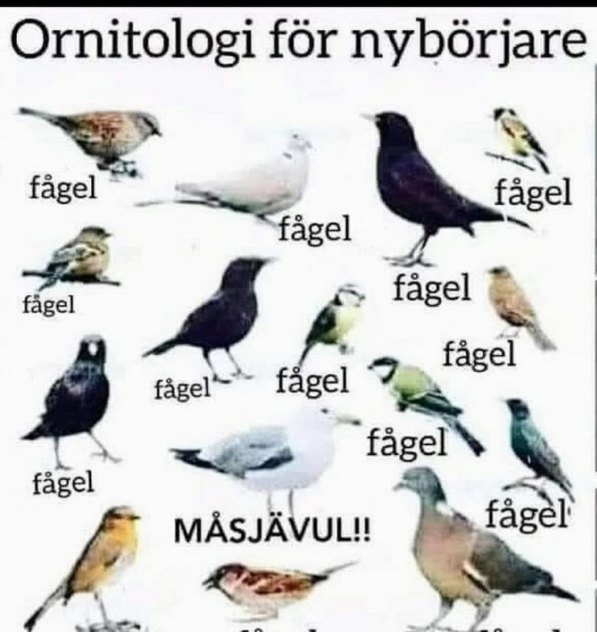 Illustration av olika fåglar med texten "fågel" och en mås markerad med "MÄSJÄVUL".