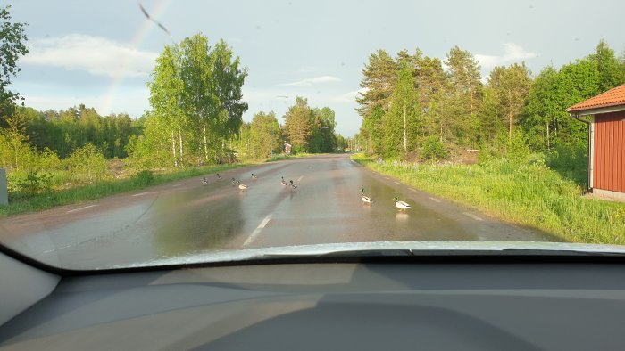 Flock of ducks crossing a wet road from a driver's perspective, with trees and a rainbow in the background.