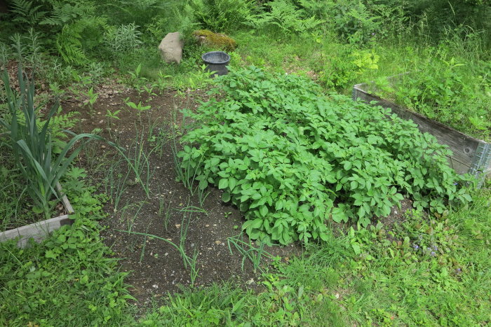 En trädgårdsland med potatis, gul lök och jordärtskockor, några växter ser brända ut.