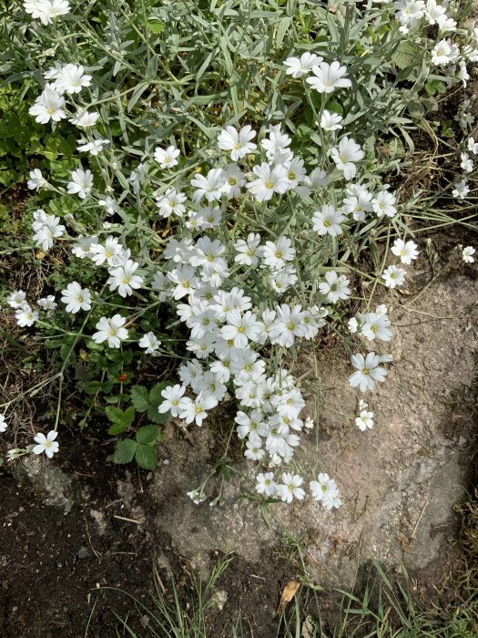 Vit blommande växt i rabatt med grågrön bladverk och jordunderlag.