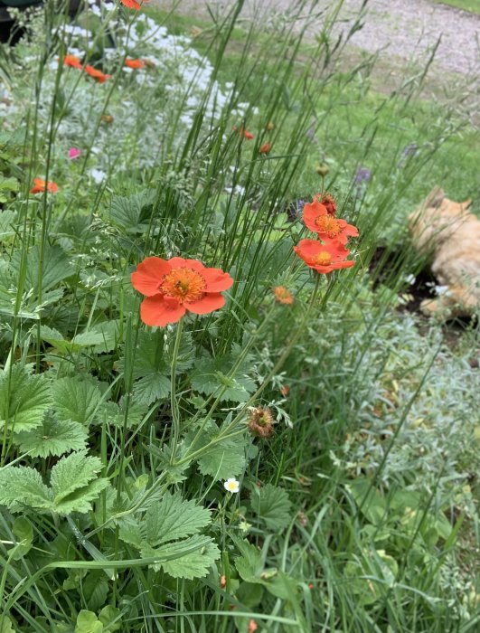 Röda blommor och gröna blad i rabatt med en skymt av en katt i bakgrunden.