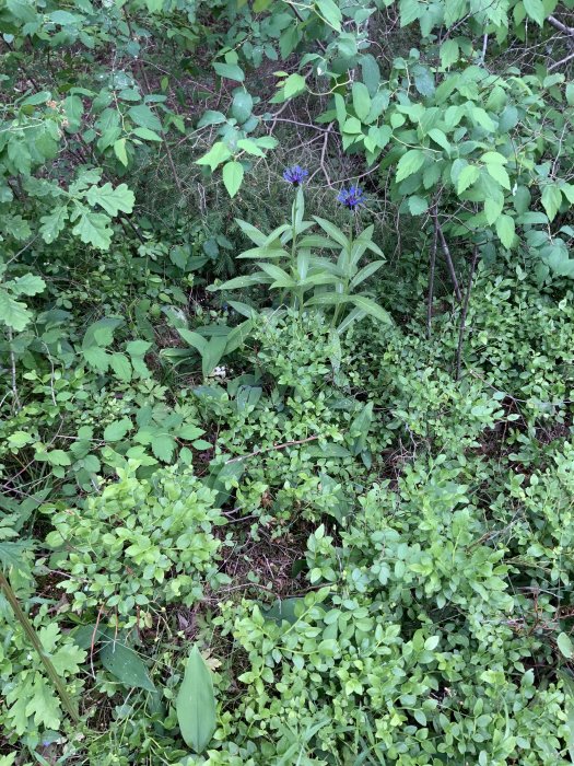 En blå blomma bland gröna blad och växter i en skogsrabatt.