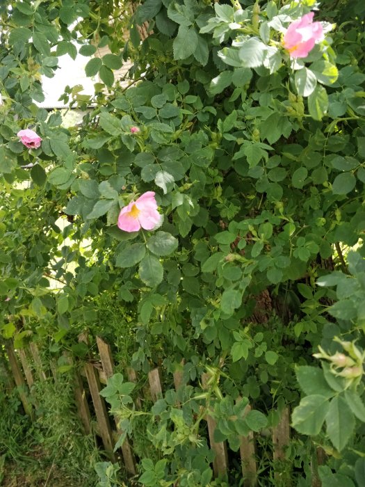 Rosor i olika blomstadier mot en bakgrund av gröna blad och ett trästaket.