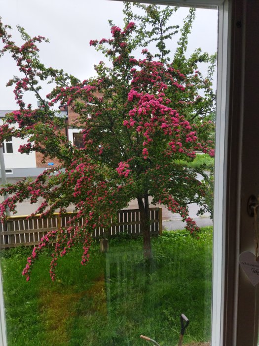 Blommande träd med rosa blommor sedd genom ett fönster, med en synlig trädgård och staket.