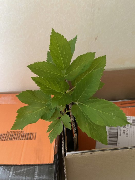 Gröna blad från en invasiv planta som orsakat problem i gräsmatta, mot kartongbakgrund.