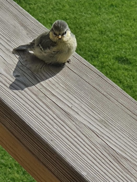 Ungfågel som sitter på trätrall, ser ung och nyflugen ut mot grön gräsmatta i bakgrunden.