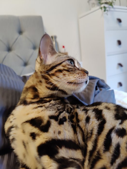 Bengalkatt Maui spejar intensivt ut genom fönstret med profil i närbild.