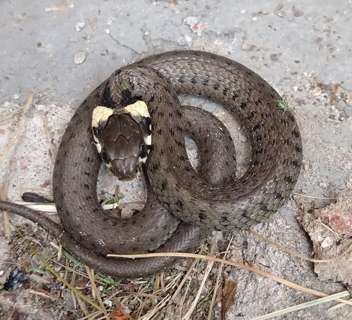 Orm sammanrullad på marken, mörka och ljusa fjäll, gult huvud.