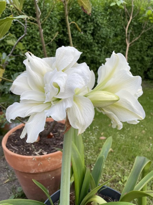 Vit blommande amaryllis i kruka med gröna löv och trädgård i bakgrunden.