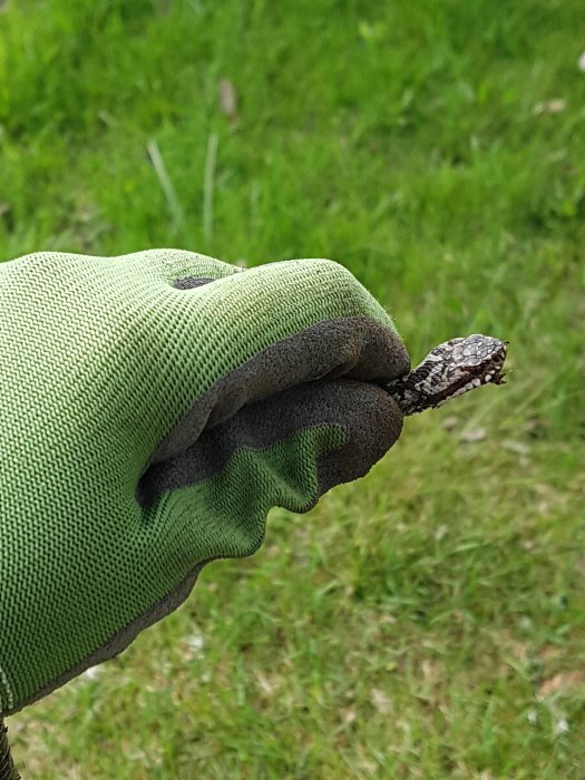 Hand i handske håller försiktigt en liten huggorm på gräsbevuxen mark.