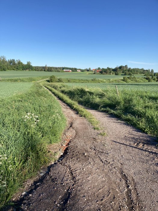 Grusväg genom gröna fält med spår efter fordon, blå himmel, och lantgård i bakgrunden.