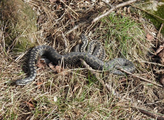 Två huggormar på ett lager av torrt gräs och grenar, en möjligen nyömsad med silverfärgat skinn.