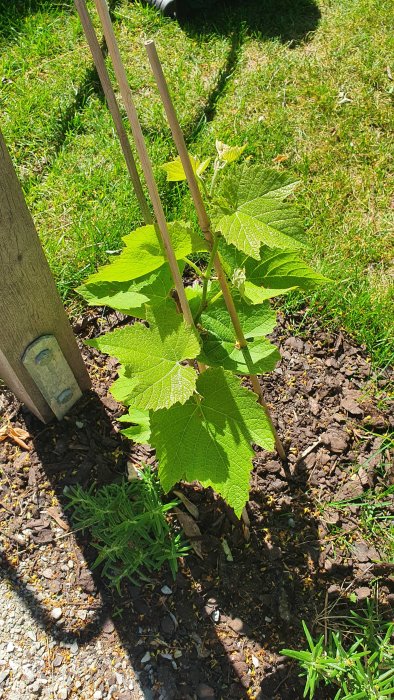 Vinranka Solaris, ca 30 cm hög, bunden vid stödpinnar, omgiven av barkmulch och gräs.