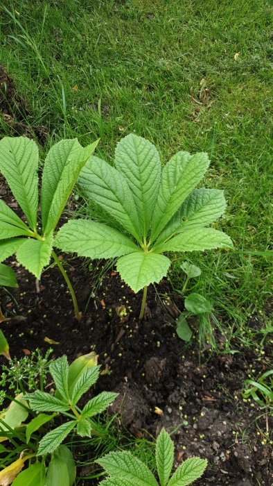 Gröna blad på en okänd växt med bekymmer om att det kan vara parkslide, i en trädgård.