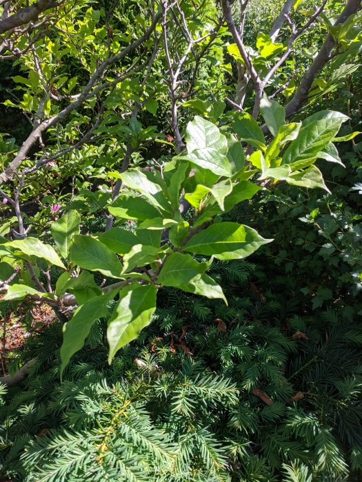 Bladverk av misstänkt magnolia med bakgrund av barrväxter i solljus.