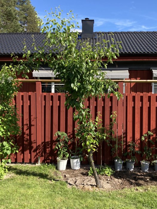 Plommonträd med upprätt växtsätt till höger och lutande päronträd till vänster framför röd staket med hus i bakgrunden.