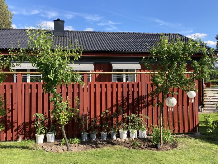 Plommonträd till höger och lutande päronträd till vänster framför rödmålat hus och staket.