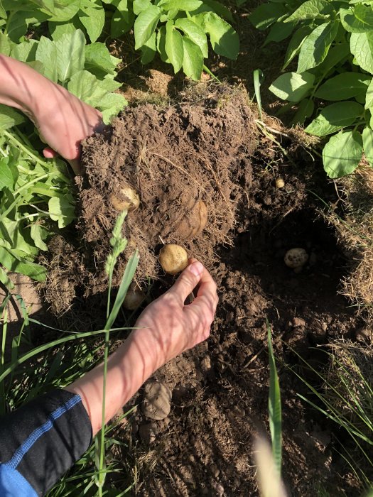 Händer som skördar nypotatis direkt från jorden i en grönskande potatisland.