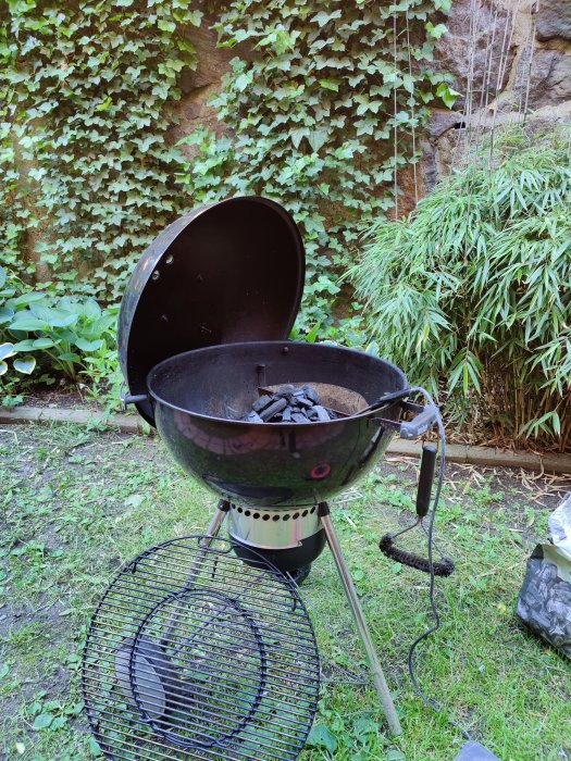 Weber kolgrill öppen framför en vägg med murgröna och bambu, redo för grillning.