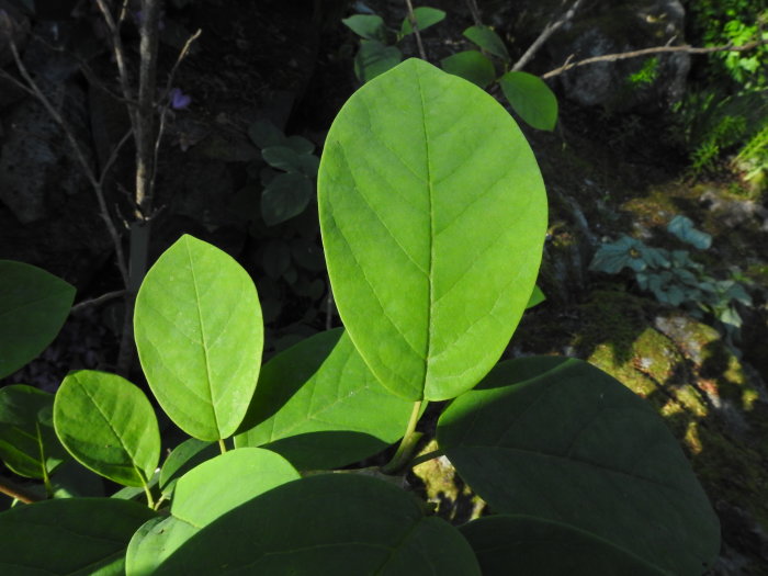 Ljusgröna, ovala blad av en Magnolia sieboldii buske i trädgårdsmiljö med suddig bakgrund.