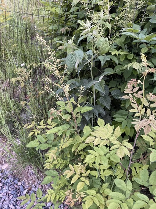 Grönskande Plymspirea buskar med karakteristiska löv vid en staketkant med grus och gräs i förgrunden.