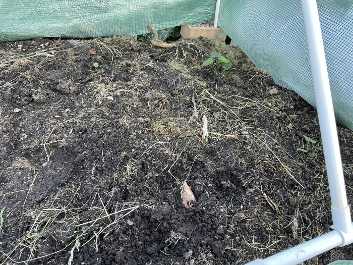 Nyplanterade grönsaker i växthus, inklusive purjolök, rotselleri och sötpotatissticklingar, i jordbädd.