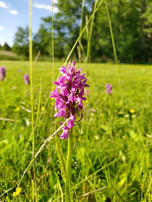 Ljusrosa orkidé i grön äng, möjligen fridlyst art, med suddig skogsbakgrund.