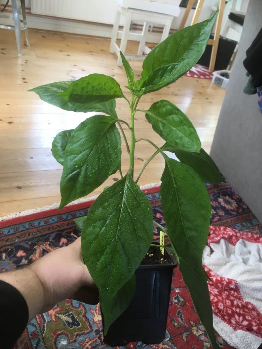 Hållen chiliplanta Habanada i kruka med vattendroppar på bladen inomhus.