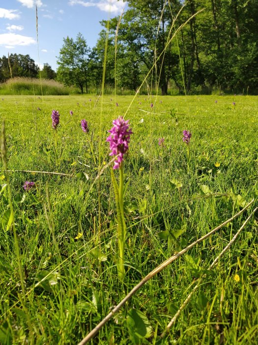 Lila orkidéer i gräsmark med skog i bakgrunden, sommarstuge-tomt.