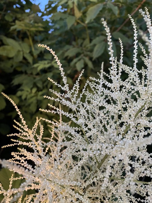 Vita yviga blomplymer av troliga honplantor av en växt i Göteborgsområdet.