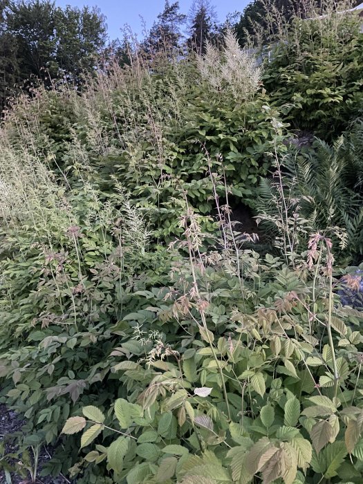 Lummig trädgård med blandade gröna växter och blommande yviga plymer i Göteborgsområdet.