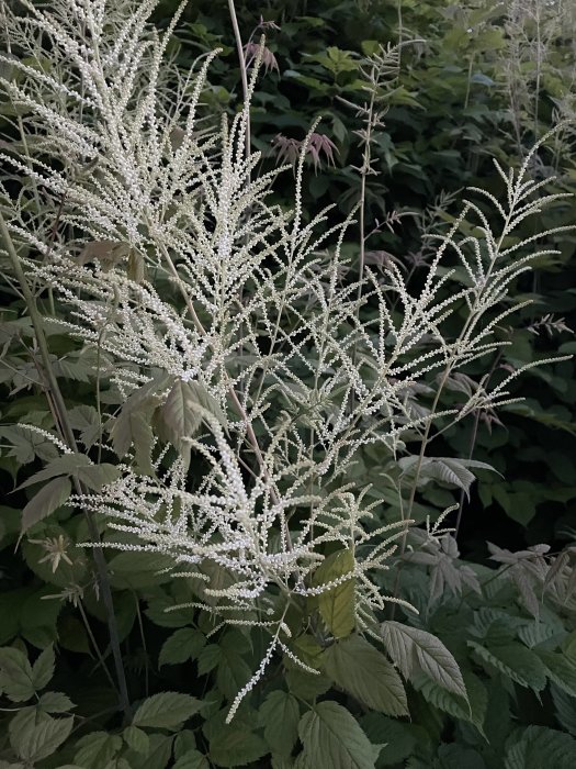 Växter med vita, yviga blomplymer bland gröna blad, tagna på kvällen.