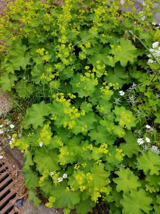 Rabatt med gulblommande växter och gröna löv, eventuellt ogräs, blandat med vita blommor.