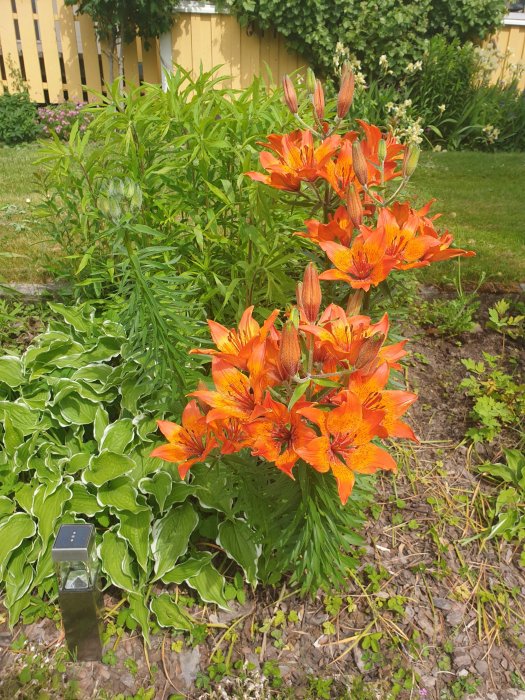 Blommande orange liljor med grönt bladverk i en trädgård, med ett staket och grönområde i bakgrunden.