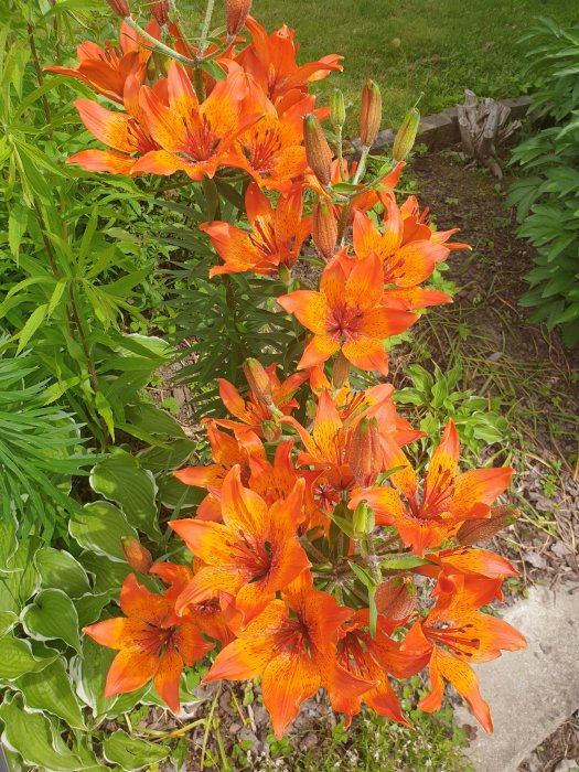 En bukett av lysande orange liljor med prickspridning och blad i en trädgård.