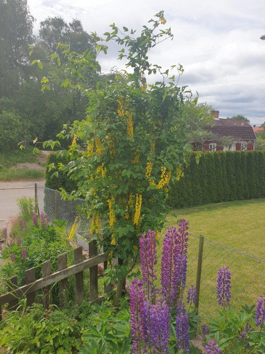 Trädgård med gullregn och lila lupiner framför ett staket, gröna träd och ett rött hus.