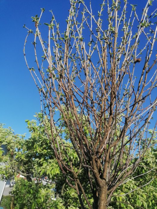 Nyligen planterat klotkörsbärsträd med få blad och torra grenar mot en klarblå himmel.